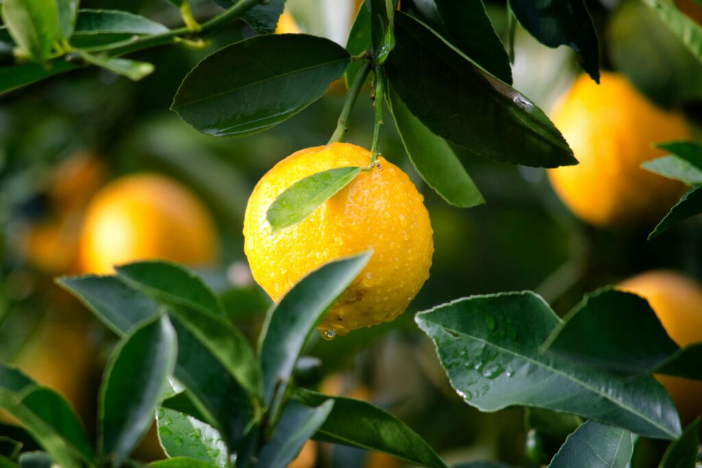 Food to boost immune system