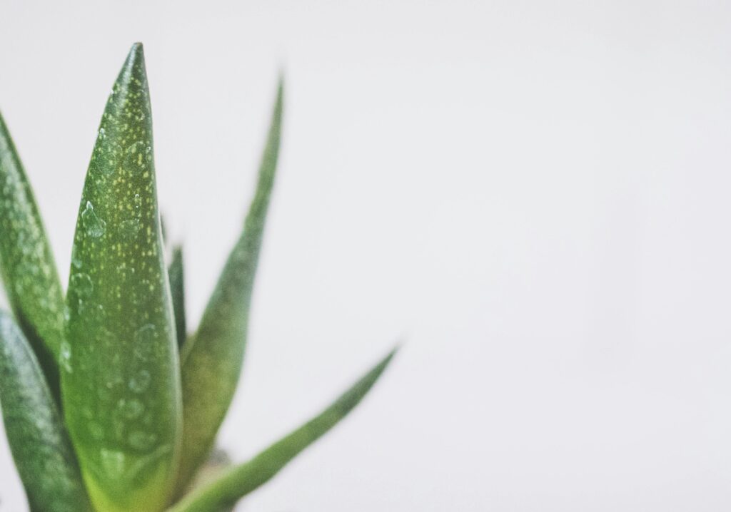 How to remove pimple marks naturally at home